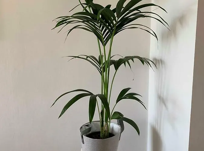 Apartment Vitamine Zee